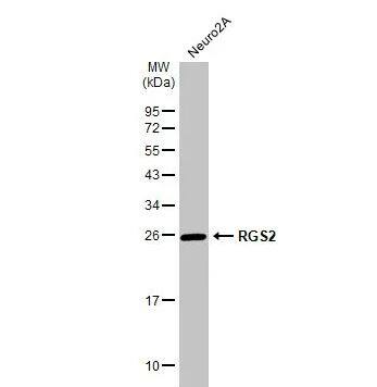 RGS2 Antibody