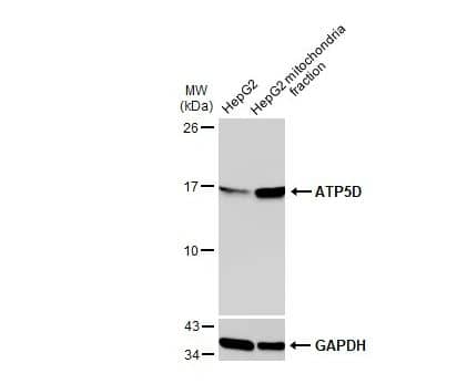 ATP5D Antibody