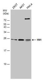 HN1 Antibody