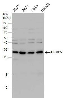 CHMP5 Antibody