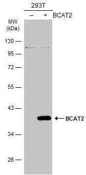 BCAT2 Antibody