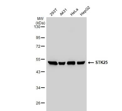 STK25 Antibody