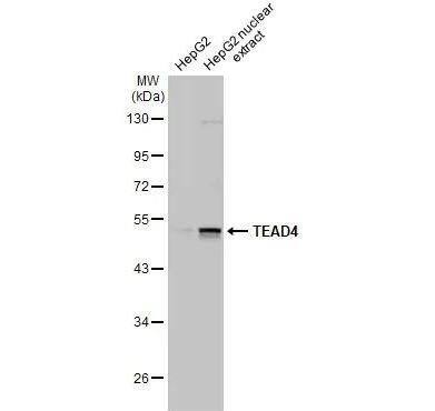 TEAD4 Antibody