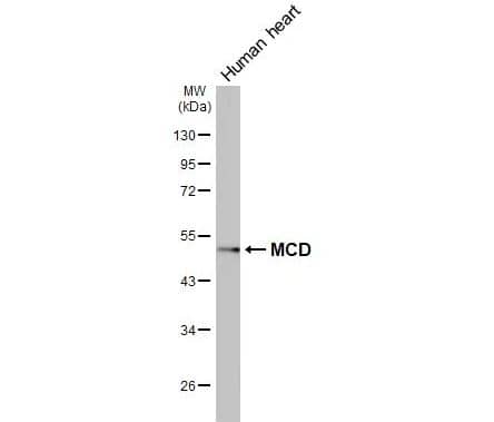 MLYCD Antibody