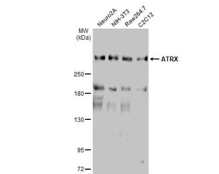 ATRX Antibody