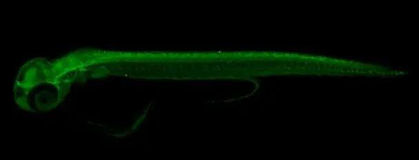 ERR gamma/NR3B3 Antibody