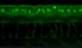ERR gamma/NR3B3 Antibody