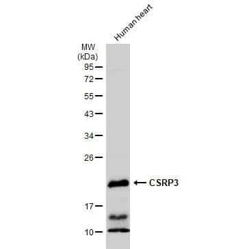 CSRP3 Antibody
