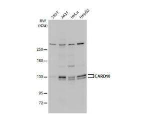 CARD10 Antibody