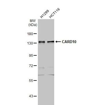 CARD10 Antibody