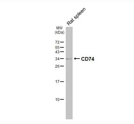 CD74 Antibody - BSA Free