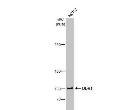 DDR1 Antibody