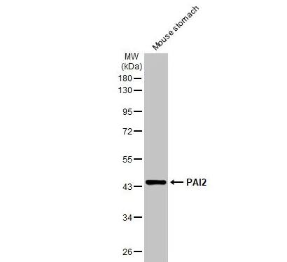 SerpinB2 Antibody