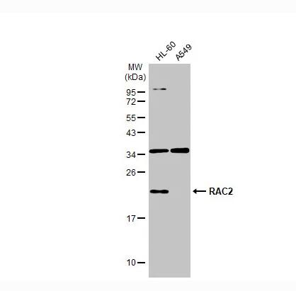 RAC2 Antibody - BSA Free