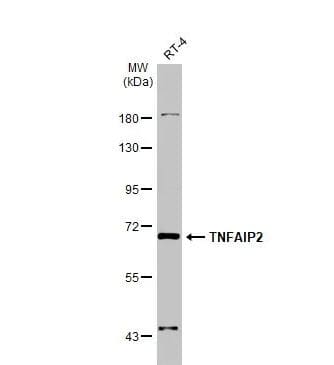 TNFAIP2 Antibody