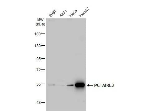 PCTAIRE3 Antibody