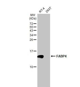 FABP4/A-FABP Antibody