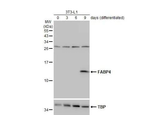 FABP4/A-FABP Antibody