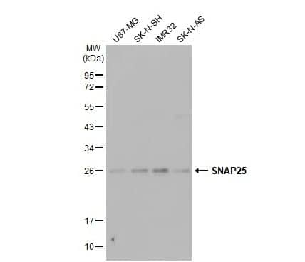 SNAP25 Antibody