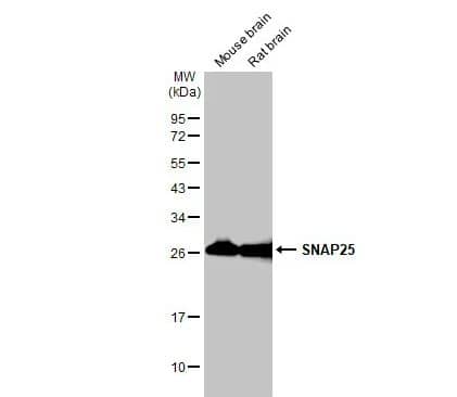 SNAP25 Antibody