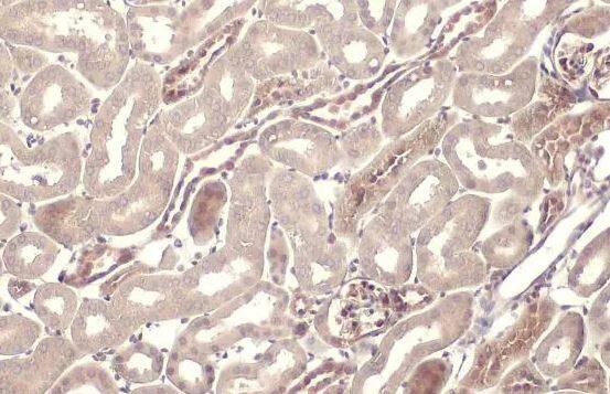 FXR1 Antibody