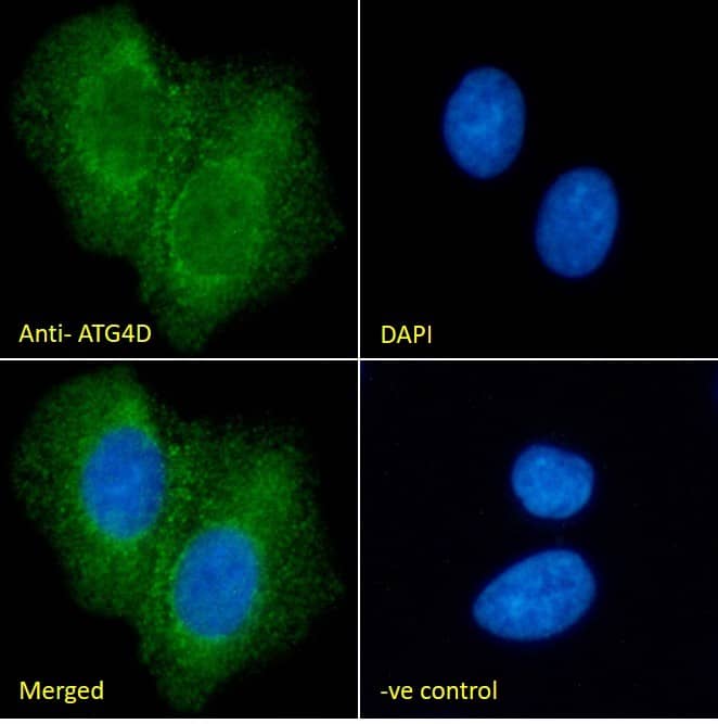 ATG4D Antibody