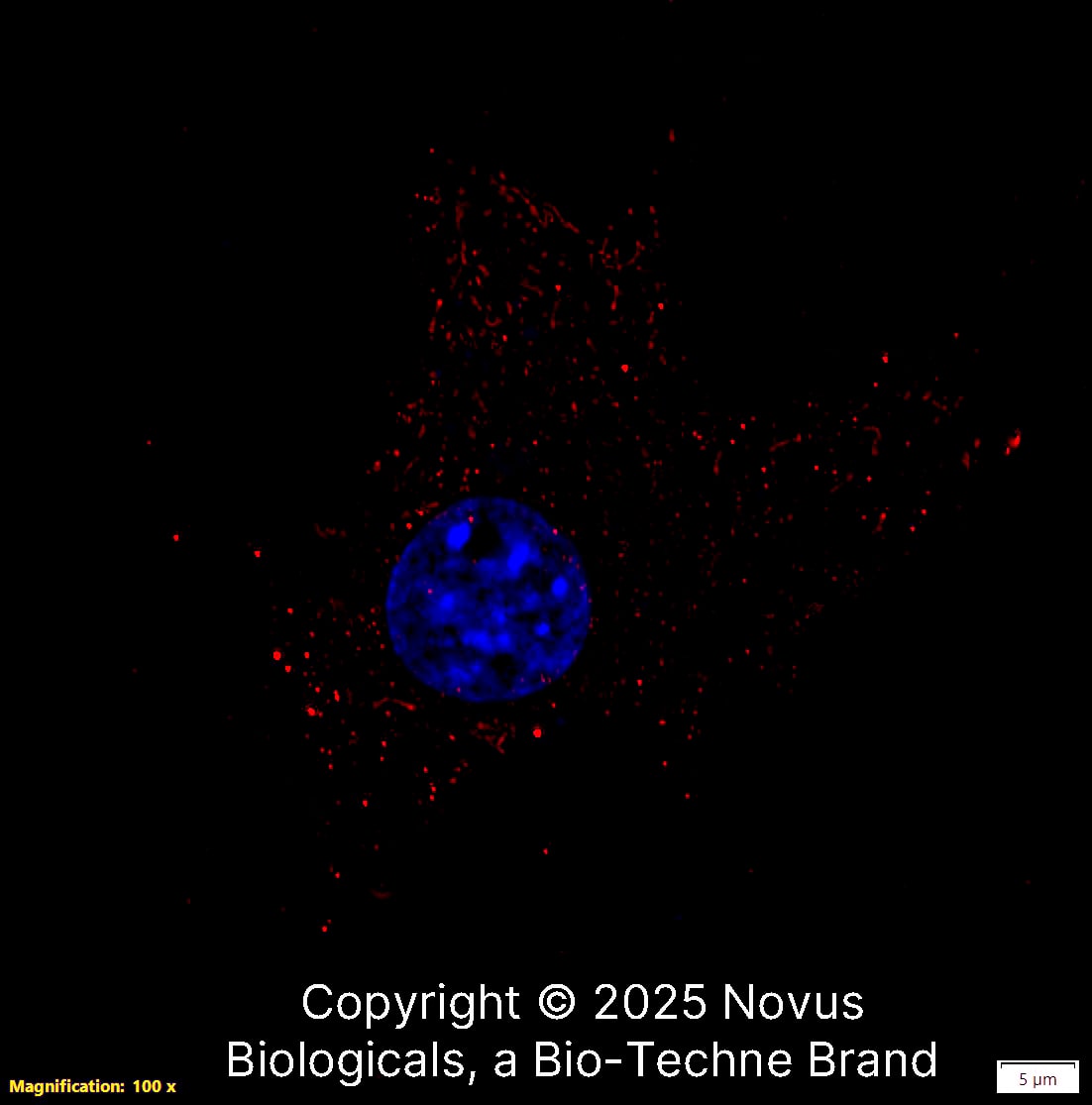 Adenosine A2aR Antibody (7F6-G5-A2) - BSA Free