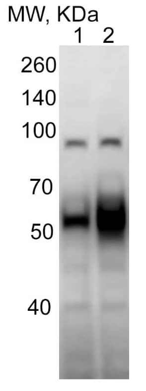 ATF6 Antibody (70B1413.1) - BSA Free