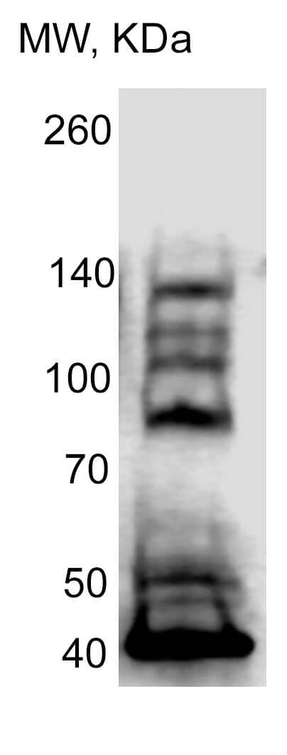 ATF6 Antibody (70B1413.1) - BSA Free