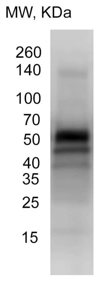 p62/SQSTM1 Antibody - BSA Free