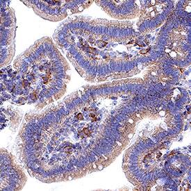 ChemR23/CMKLR1 Antibody (BZ194) - BSA Free