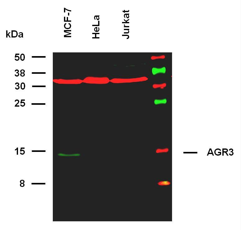 AG-3/AGR3 Antibody (AGR3.1) - BSA Free
