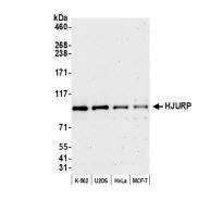 HJURP Antibody [NBP1-47287]