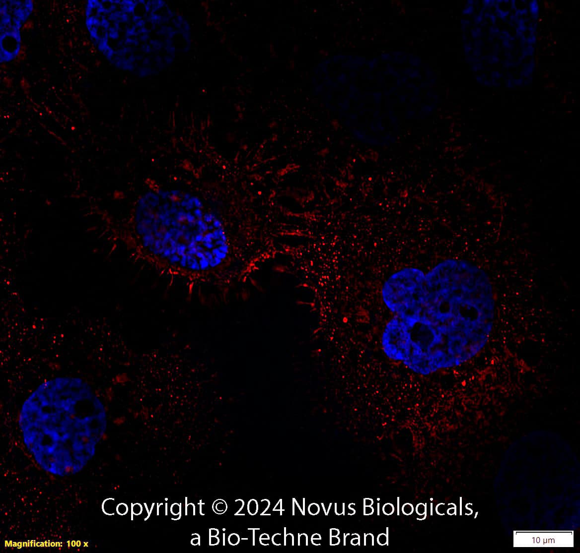 CD44 Antibody (8E2F3) - BSA Free