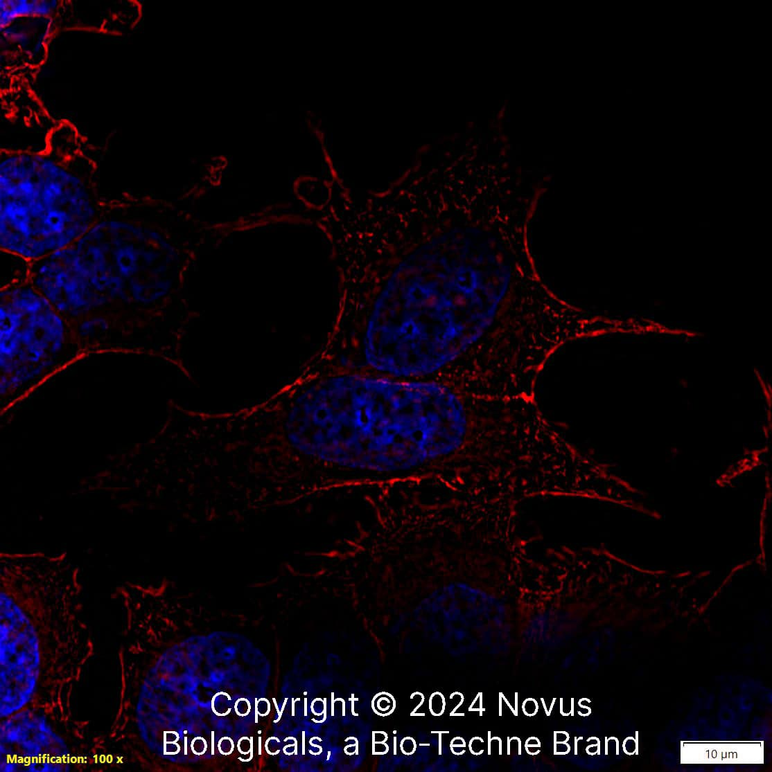 beta-Actin Antibody (8H10D10) - BSA Free
