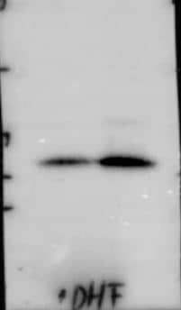 Dihydrofolate Reductase/DHFR Antibody (OTI6G7)