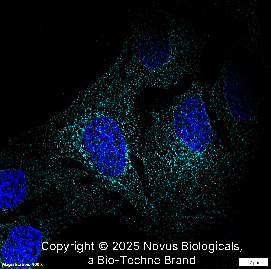 N-Cadherin Antibody (13A9) - BSA Free