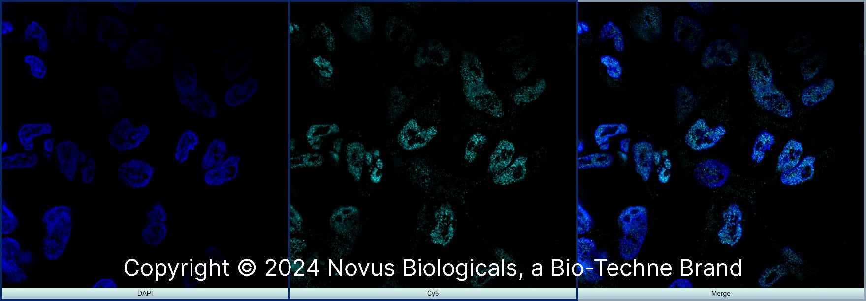 MyoD Antibody - BSA Free