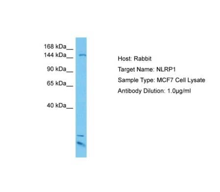 NLRP1/NALP1 Antibody