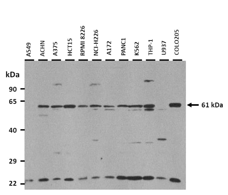 SLC38A4 Antibody - BSA Free