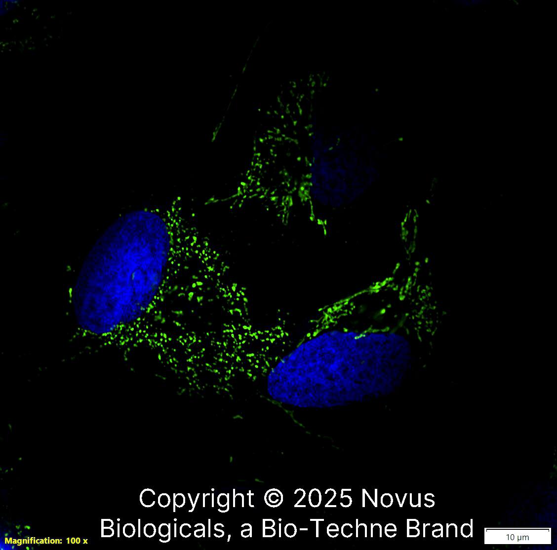 mtTFA Antibody (18G102B2E11) - BSA Free