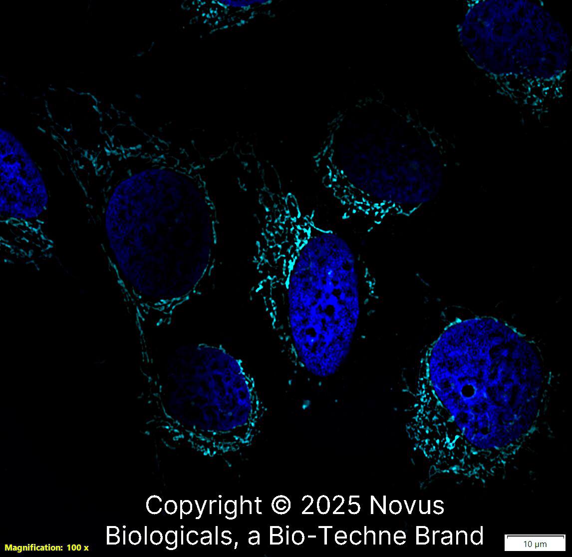 mtTFA Antibody (18G102B2E11) - BSA Free