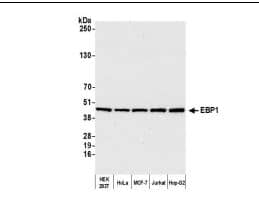 PA2G4/EBP1 Antibody PA2G4/EBP1 Antibody