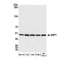 PA2G4/EBP1 Antibody PA2G4/EBP1 Antibody