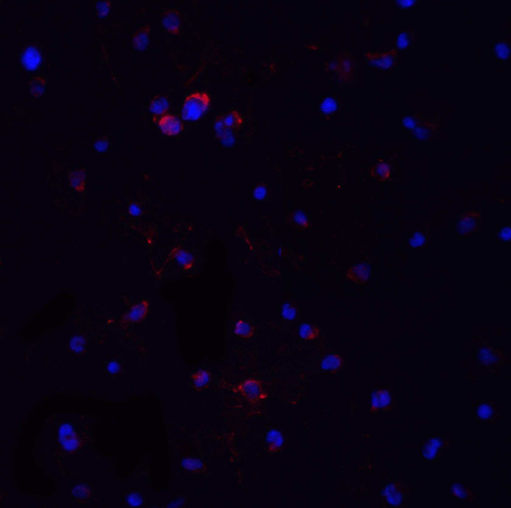 MyD88 Antibody - BSA Free