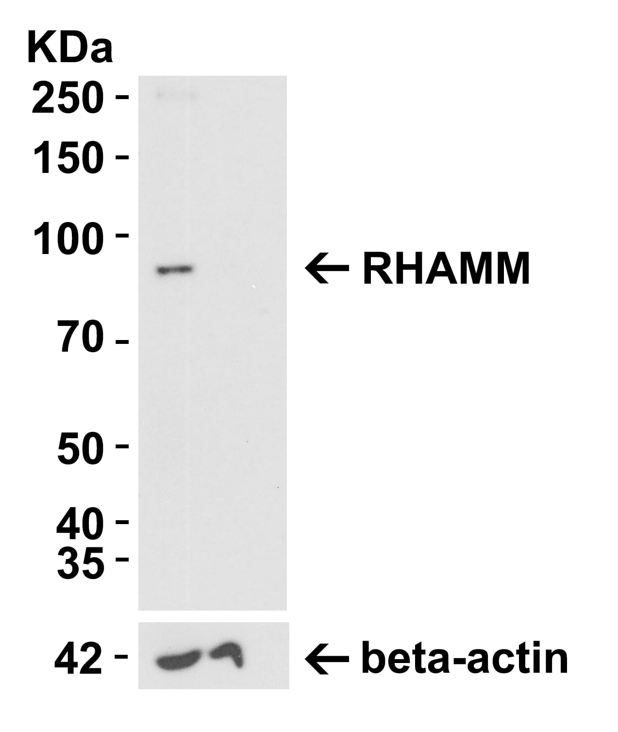 RHAMM/CD168 Antibody - BSA Free