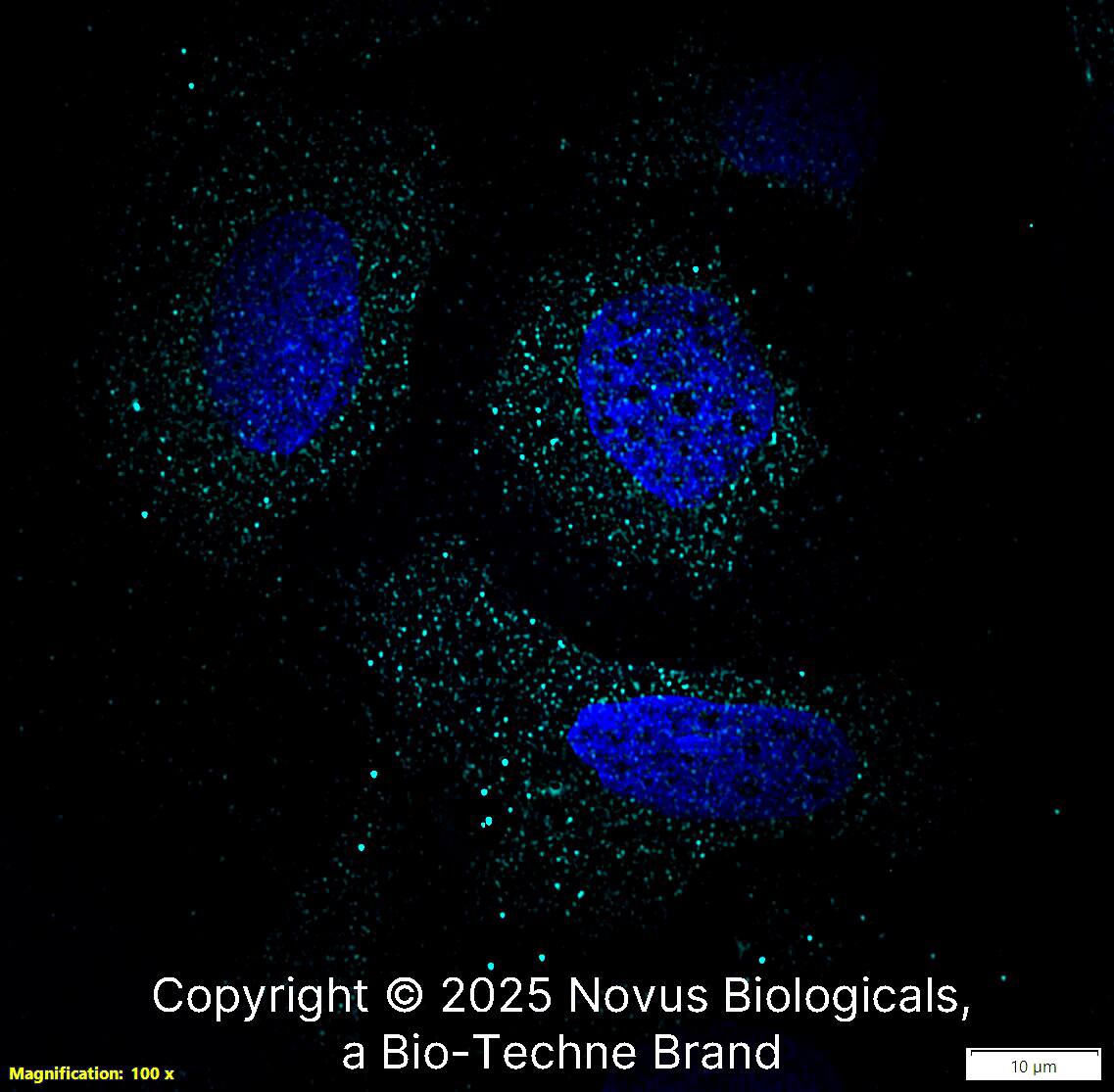 PD-L1 Antibody - BSA Free