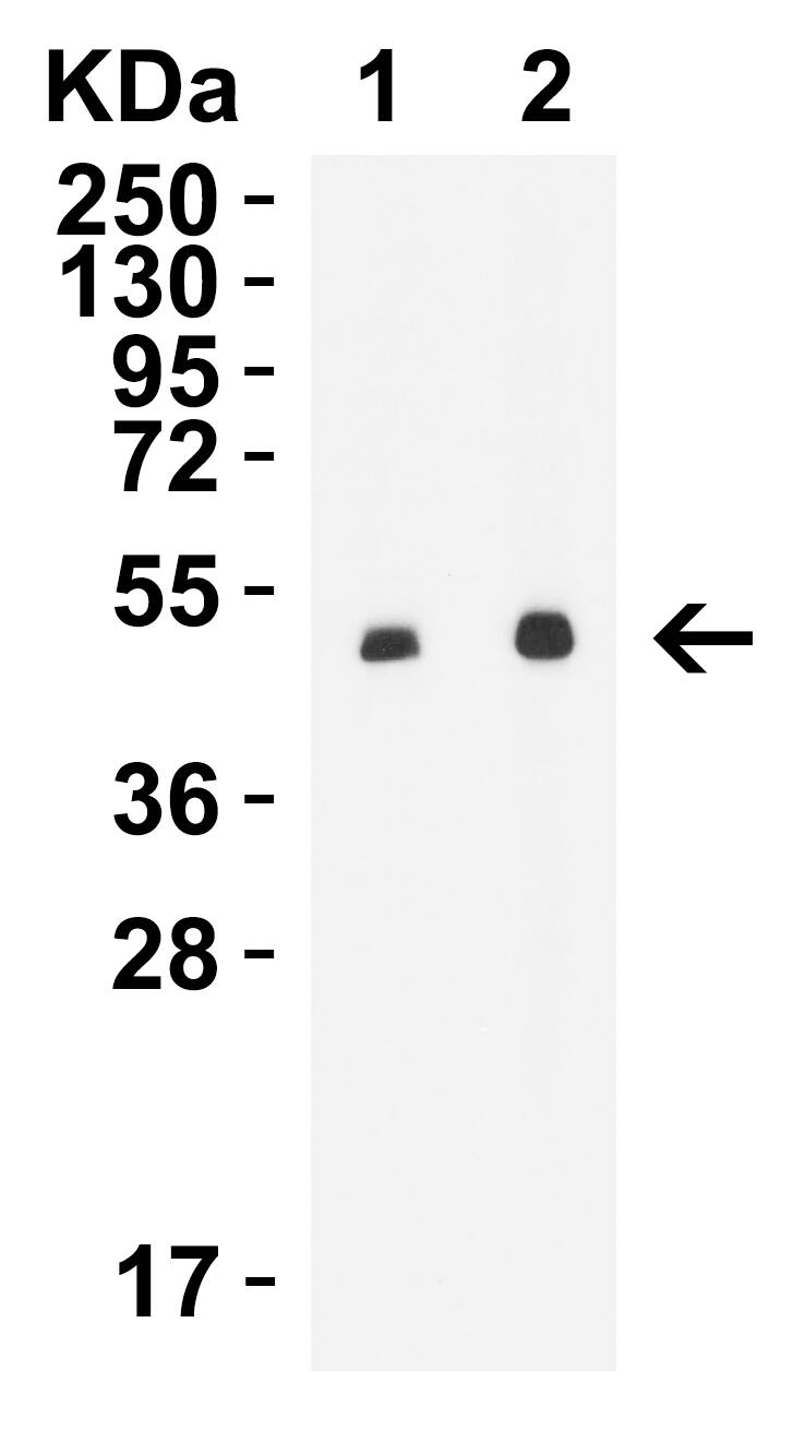 STEAP1 Antibody - BSA Free