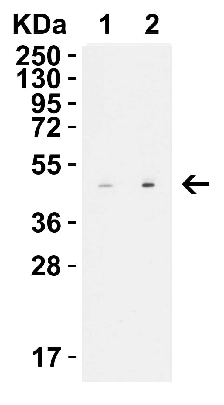STEAP1 Antibody - BSA Free