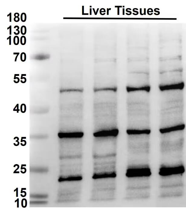 Neudesin Antibody - BSA Free